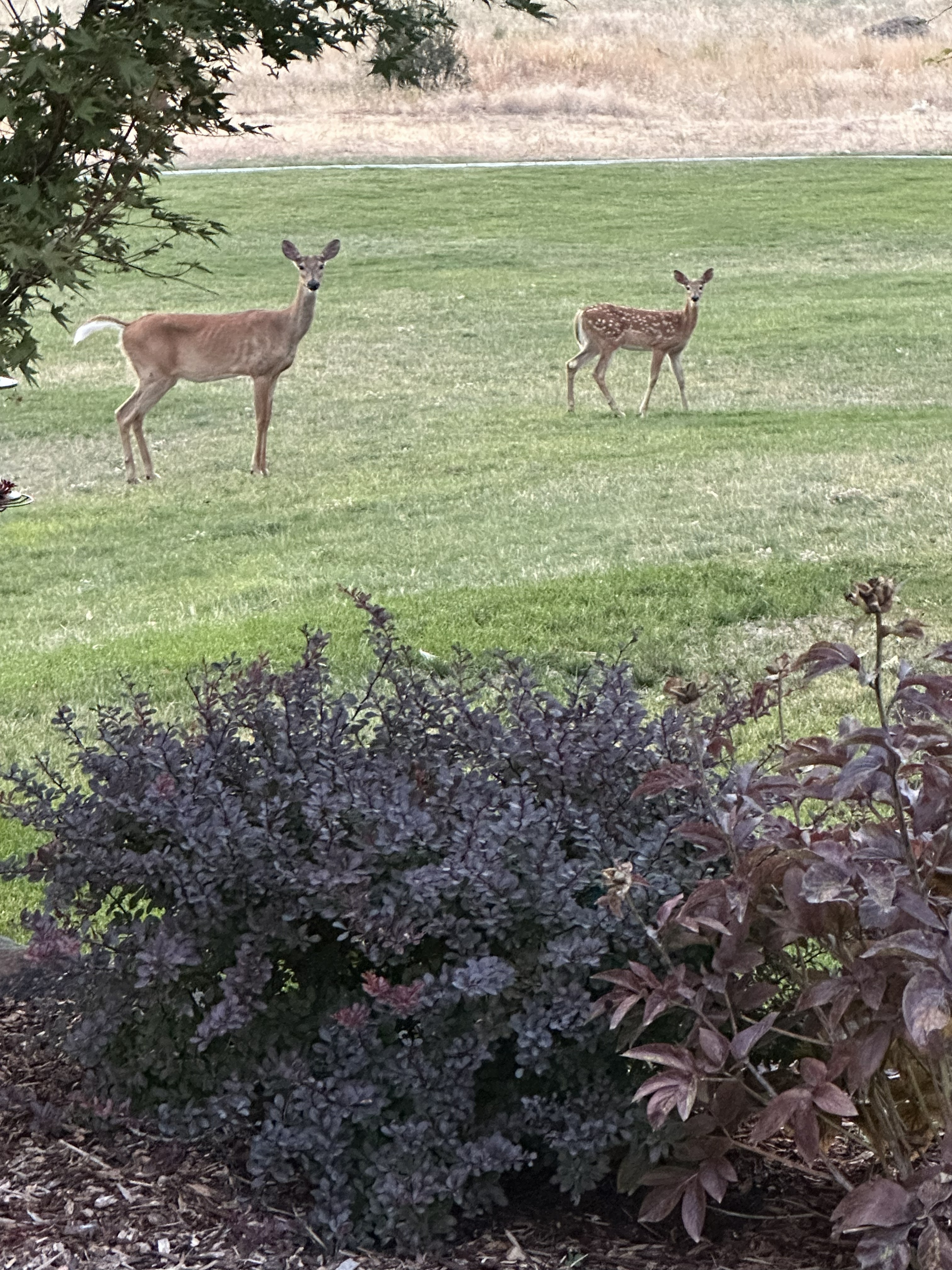 Deer