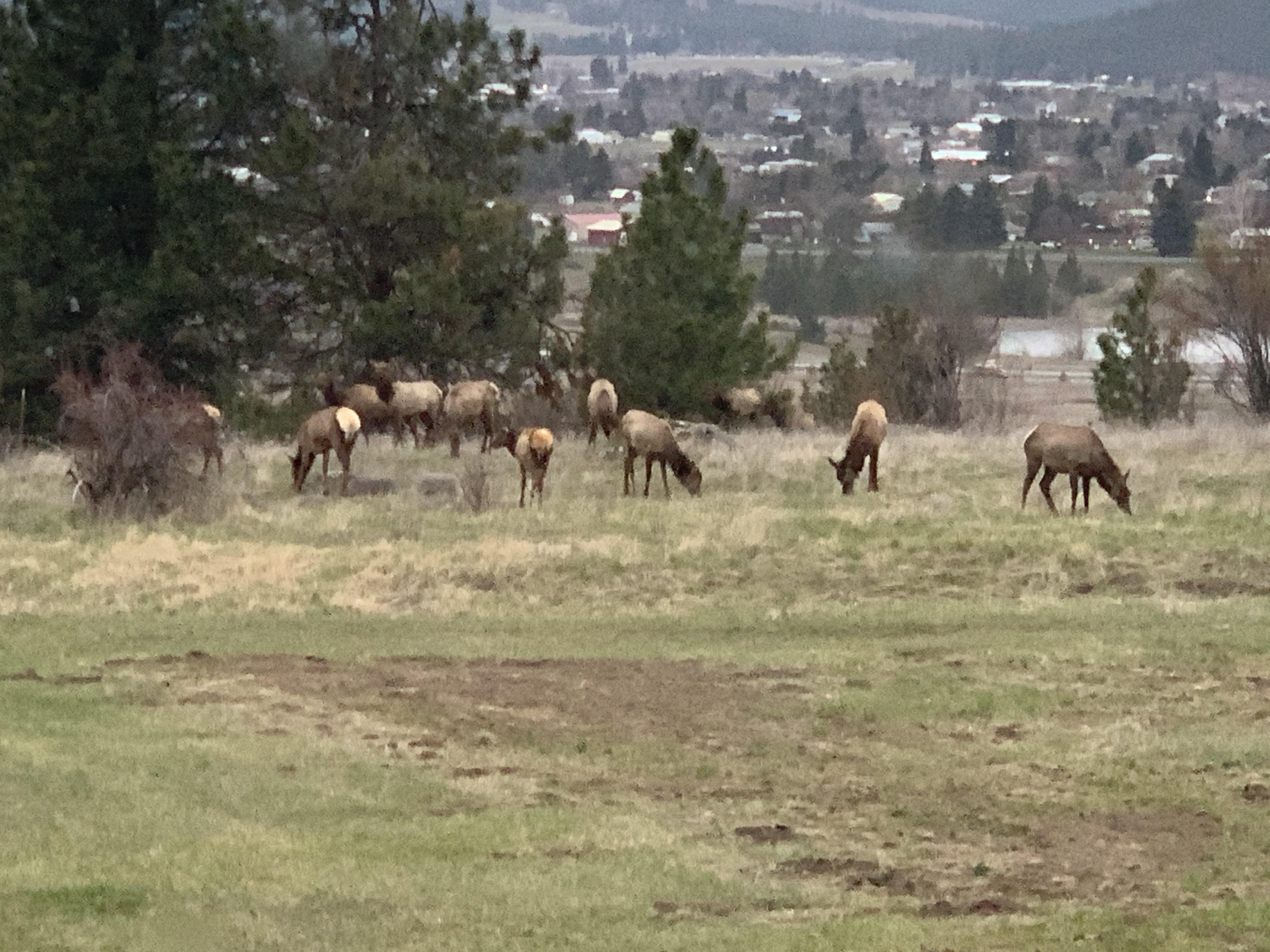 Elk herd